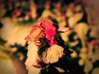 /album/kepek/virag01-jpg/