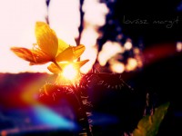 /album/kepek/viregocska-jpg/