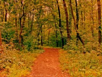 /album/kepek/erdo-jpg/