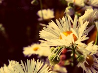 /album/kepek/jkkvirag-jpg/