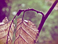 /album/kepek/levelekerdoben-jpg/