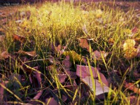 /album/kepek/kep11-jpg/