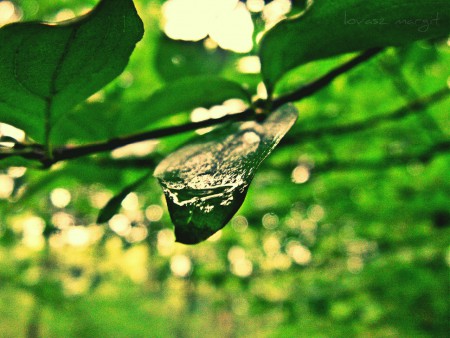 egy csepp dihidrogén-monoxid