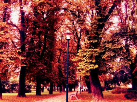 őszi park